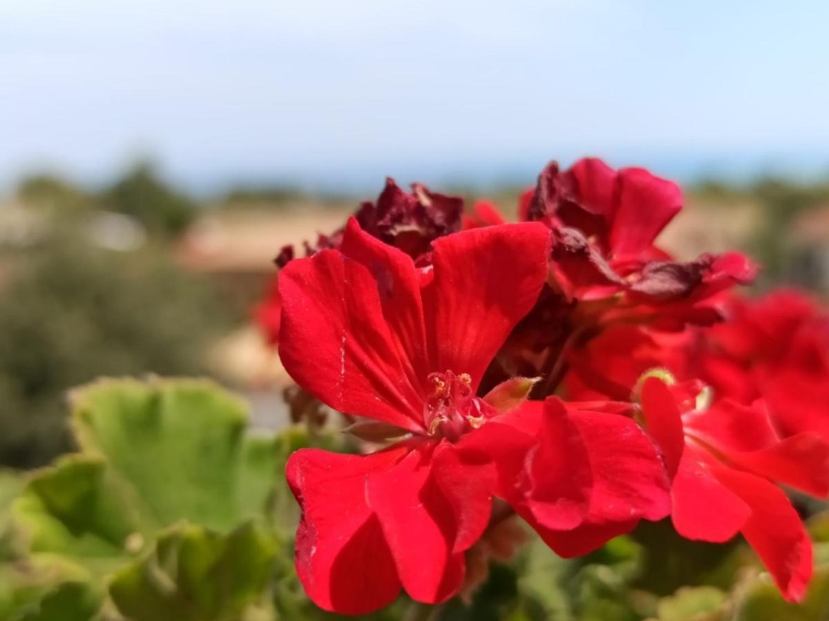 La Collina sul Mare Apartments Petacciato Esterno foto